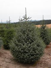 Engelmann Spruce